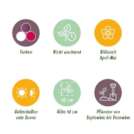 Blumenzwiebeln Tulipa Pastel Mix – Verschiedene Farben – 12 Stück – Zwiebelgröße 11/12 – Zarte Pastell-Tulpen für Garten, Balkon & Terrasse – Frühjahrsblüher