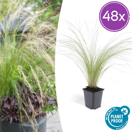 Stipa tenuissima ‘Ponytails’ – 48 Pflanzen – ↕10-25cm – Ø9cm – Ziergras – Feinhaarig & Luftig – Sonne – Pflegeleicht – Für Garten & Beete