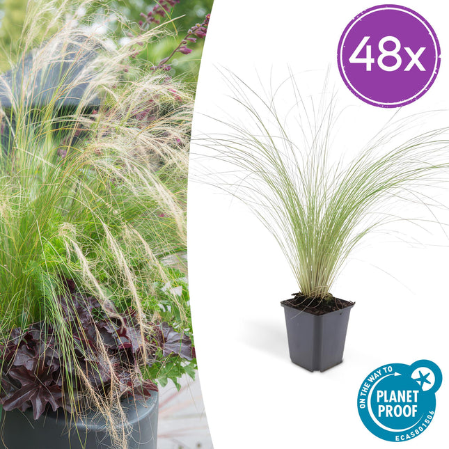 Stipa tenuissima ‘Ponytails’ – 48 Pflanzen – ↕10-25cm – Ø9cm – Ziergras – Feinhaarig & Luftig – Sonne – Pflegeleicht – Für Garten & Beete