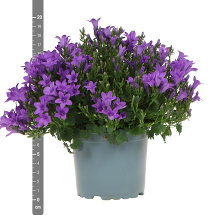 Campanula Addenda Ambella lila 12er Set – Glockenblume violett 12cm – winterhart, lang blühend – Bodendecker für ca.1m²