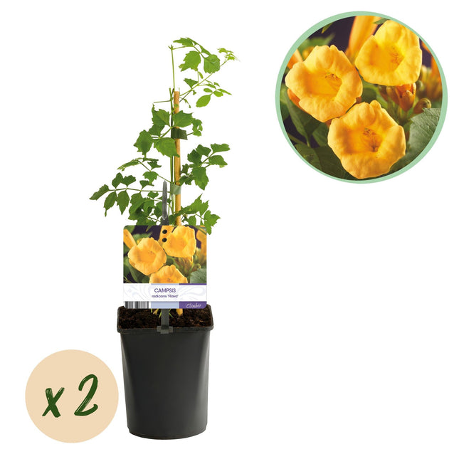 Trompetenblume Campsis radicans ‘Flava’ – 2 Pflanzen – Gelbblühende Kletterpflanze – Schnellwüchsig & pflegeleicht – Ideal für Zaun, Wand & Pergola