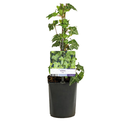 Kletterpflanze Hedera helix – Immergrün – Grüne Blätter – 11 cm x H40 cm – Pflegeleicht – Für Garten, Balkon & Innenräume