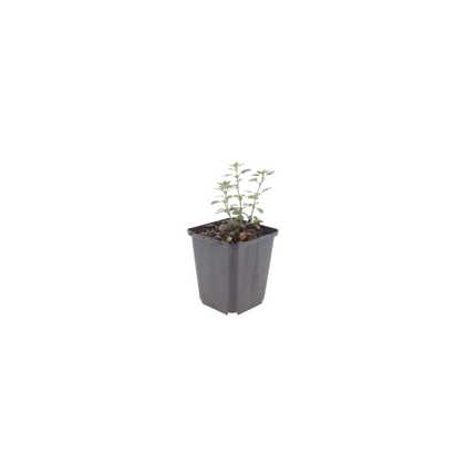 Teucrium lucidrys – 6 Pflanzen – Ø9cm – Höhe 10-25cm – Immergrüner Halbstrauch – Schnittverträglich – Für Hecke, Steingarten & moderne Gartenanlagen