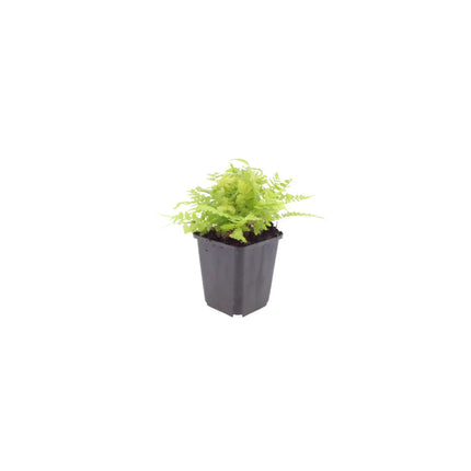 Dryopteris filix-mas – 60 Pflanzen Männerfarn Wurmfarn – 10-25cm – Ø9cm – Winterharter Gartenfarn für Schatten & Halbschatten – Zierfarn für Unterpflanzung