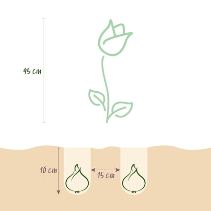 Blumenzwiebeln Tulipa Double Lilac – Lila – 12 Stück – Zwiebelgröße 11/12 – Gefüllte Tulpenzwiebeln für Garten, Balkon & Terrasse – Frühjahrsblüher