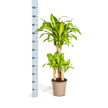 Drachenbaum – Dracaena Fragrans Massangeana – Zimmerpflanze – Tropisches Flair – Luftreinigend – Ø21cm – Höhe 90–110cm – Pflegeleicht