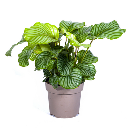 Korbmarante Calathea Orbifolia – Zimmerpflanze – Ø27cm – ↕70-90cm – große dekorative Blätter – pflegeleicht & tropisches Flair