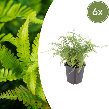 Polystichum setiferum Herrenhausen – 6 Pflanzen – Ø9cm – Höhe 10-25cm – Immergrüner Farn – Schattenpflanze für Beet & Gehölzunterpflanzung