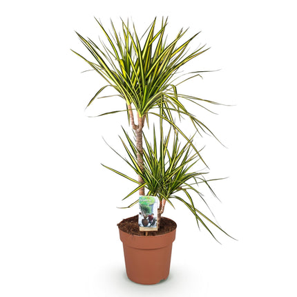 Dracaena Sunray – 90-100cm – 21cm – Pflegeleichter Drachenbaum in Grün – Gelb – Farbenfrohe Zimmerpflanze für Wohnzimmer, Büro & Eingangsbereich