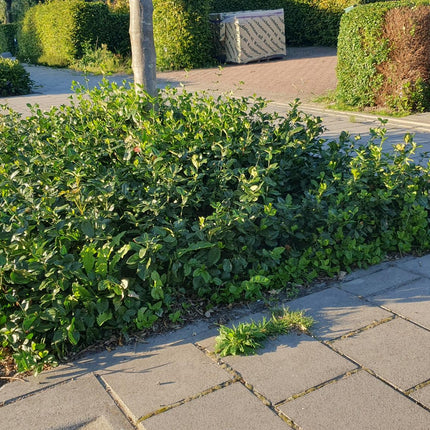 Euonymus fortunei 'Coloratus' – Immergrüner Bodendecker – 48 Pflanzen – Tiefgrünes Laub & Herbstfärbung – Ø9cm – ↕10–25cm – Winterhart & pflegeleicht