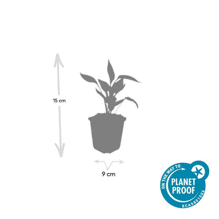 Scheinsonnenhut – Echinacea purpurea 'White Swan' – ↑10-25cm – Ø9cm – 6 Pflanzen – Weiße Blüten, Bienen