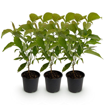 Kornelkirsche Cornus mas – 3 Pflanzen – 12cm – Höhe ca. 35cm – Laubabwerfender Hartriegel mit gelben Frühjahrsblüten & essbaren Früchten