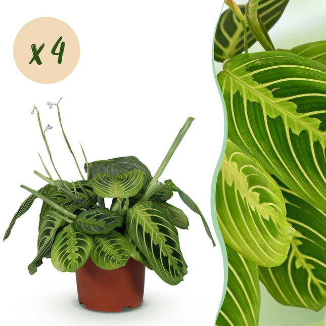 Maranta Fascinator Lemon Lime – 4 Pflanzen Set – Ø12cm Höhe 30-35cm – Gebetspflanze mit leuchtender Blattzeichnung – Haustierfreundliche Zimmerpflanze