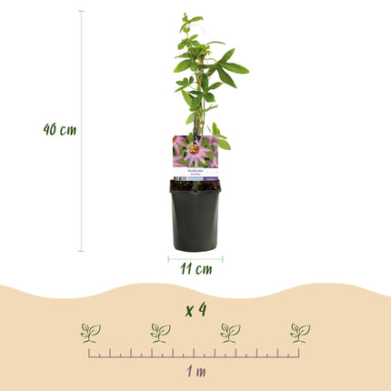 Passionsblume Passiflora Anastasia – 2 Pflanzen 11cm – ca. 40cm hoch – Exotische Kletterpflanze mit rosa Blüten – Pflegeleicht & dekorativ