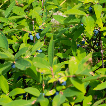 Lonicera caerulea Kamchatika – 2 Pflanzen 15cm – ca. 50cm hoch – Honigbeere / Blaue Geißblatt-Beere – Obstpflanze mit essbaren Früchten – Pflegeleicht & winterhart