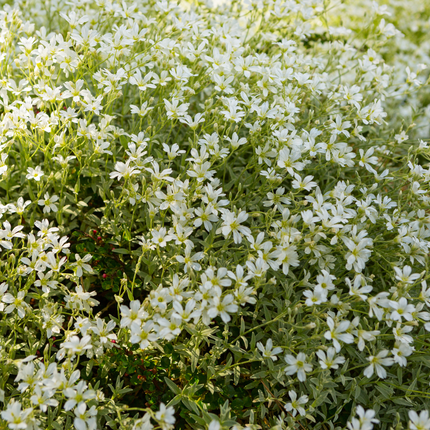 Filziges Hornkraut Cerastium tomentosum – 6 Pflanzen – Teppichbildende Staude für sonnige Standorte – Bodendecker für Steingarten & Beet – 10-25cm