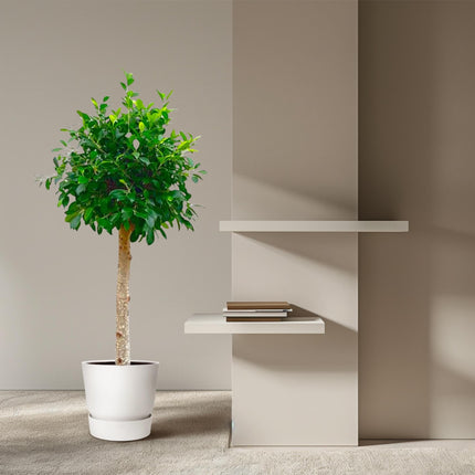Ficus Nitida – ca. 150cm Höhe – Immergrüne Zimmerpflanze mit dichter Krone – Topfgröße Ø30cm – Elegante Innenraum – Luftreinigend & pflegeleicht