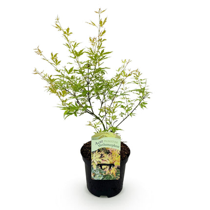 Japanischer Ahorn – Acer palmatum Metamorphosa – 70cm hoch – 19cm – Balkonpflanze & Zierbaum – Grünes Frühlingslaub, rote Herbstfärbung