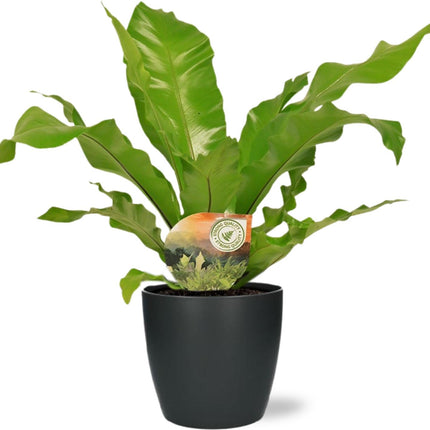 Nestfarn – Asplenium Nidus – Ø17cm 60cm hoch – Zimmerpflanze inkl. Übertopf Anthrazit Brussels D18×17cm – Luftreinigend, pflegeleicht & dekorativ