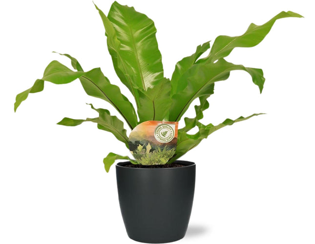 Nestfarn – Asplenium Nidus – Ø17cm 60cm hoch – Zimmerpflanze inkl. Übertopf Anthrazit Brussels D18×17cm – Luftreinigend, pflegeleicht & dekorativ