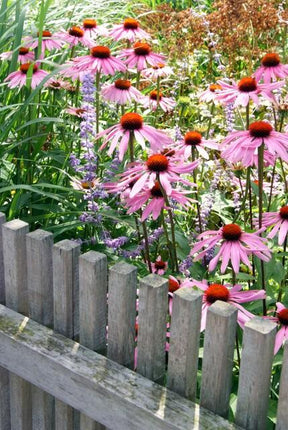 Rotblühender Scheinsonnenhut Echinacea p. 'Magnus' – ↕10-25cm – Ø9cm – 12 Pflanzen – Winterharte Staude – Bienen – & Schmetterlingsfreundlich