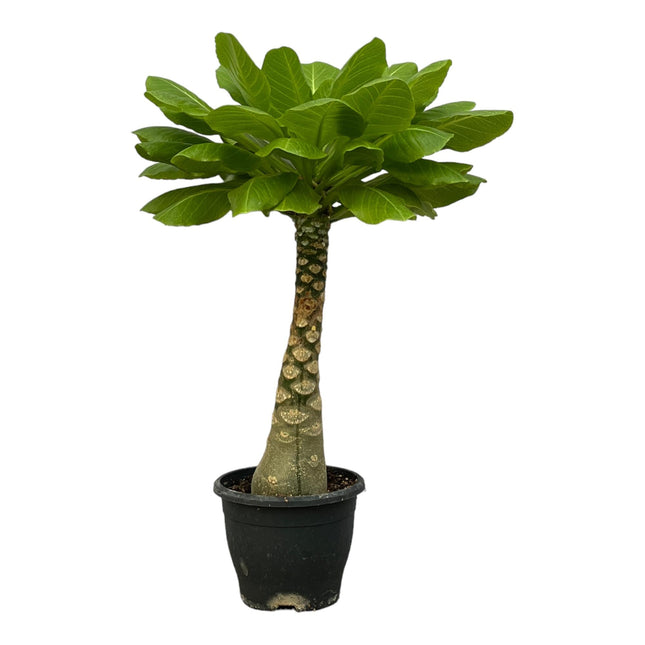 Vulkanpalme Brighamia insignis – Zimmerpflanze 25cm hoch – Ø12cm – Tropische Rarität mit glänzenden Blättern – Pflegeleicht & dekorativ – Auch bekannt als Hawaiianische Palme