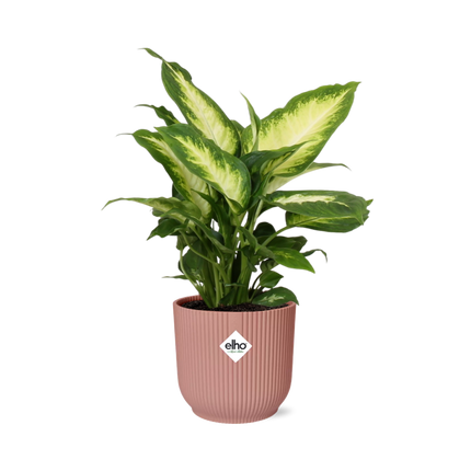 Dieffenbachia ‘Camilla’ – Zimmerpflanze im 14cm – Luftreinigende tropische Zimmerpflanze – Pflegeleicht – Halbschatten geeignet