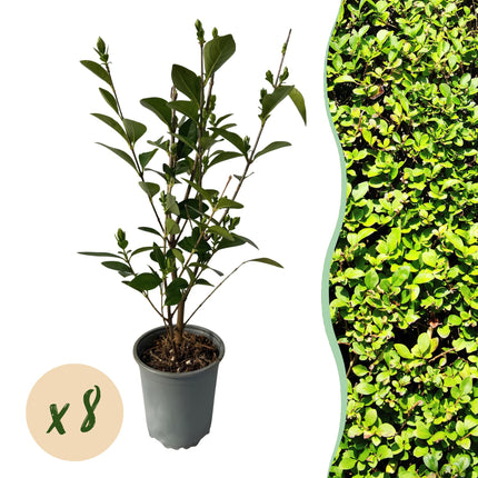 Ovalblättriger Liguster Ligustrum ovalifolium – Immergrüne Heckenpflanzen – 8 Pflanzen – 1m – 9cm Höhe 35-40cm – Grün – Pflegeleicht