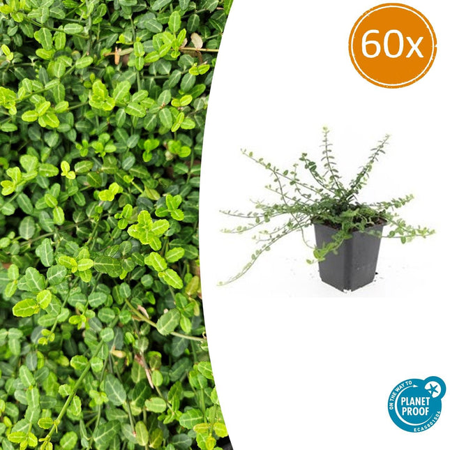 Kleinblättrige Teppichspindel – Euonymus fortunei 'Minimus' – ↑10-25cm – Ø9cm – 60 Pflanzen – Kompakter Bodendecker, winterhart, pflegeleicht, gelb-grünes Laub