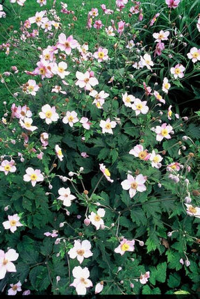 Anemone tomentosa ‘Robustissima’ – 24 Pflanzen – ↕10-25cm – Ø9cm – Herbst-Anemone – Purpurrosa Blüten – Winterhart & Bienenfreundlich – Für Halbschatten