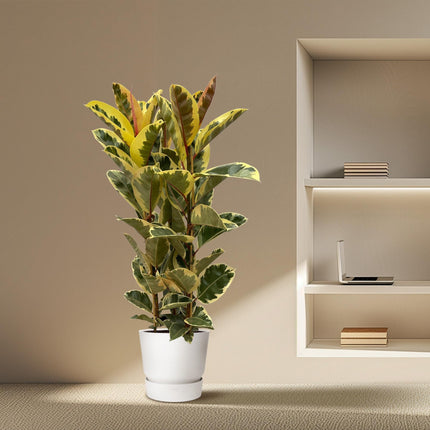 Ficus Elastica 'Tineke' – Gummibaum – Zimmerpflanze – Ø28cm – Höhe ca. 160cm – Großblättrige, pflegeleichte Pflanze – Für helle Innenräume & Büros