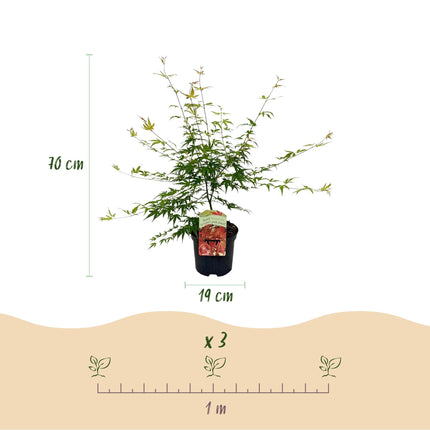 Japanischer Ahorn – Acer palmatum 'Pink Dwarf' – ca. 70cm hoch – Ø19cm – rosa Frühlingslaub – kompakte Balkon – & Gartenpflanze