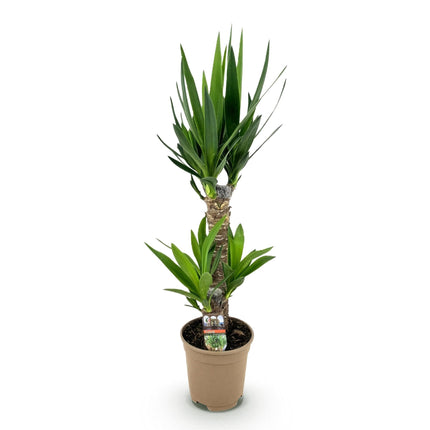 Palmlilie Yucca Elephantipes – 75cm – 17cm – Pflegeleichte Palmlilie mit schmalen, grünen Blättern