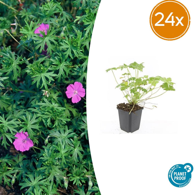 Geranium 'Tiny Monster' – 24 Pflanzen – ↕10-25cm – Ø9cm – Kompakte Staude mit violett-blauen Blüten – Pflegeleicht & winterhart