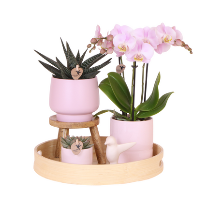 Sukkulente mit Rosa Phalaenopsis Orchidee – Simplicity Keramiktöpfe Rosa auf Bambusplatte – Dekoratives Pflanzenarrangement – Geschenkidee