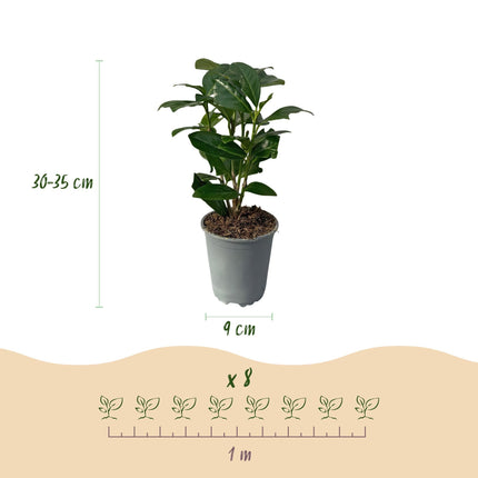Kirschlorbeer Prunus laurocerasus Novita – Immergrüne Heckenpflanzen – 8 Pflanzen – 1m – 9cm Höhe 30-35cm – Grün – Pflegeleicht