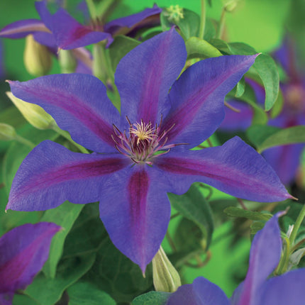 Kletterpflanze Clematis Mrs. N. Thompson – Lila Blüten – Wenig Pflege – 2 Pflanzen – 11 cm Höhe 40 cm – Für Garten, Balkon & Pergolen
