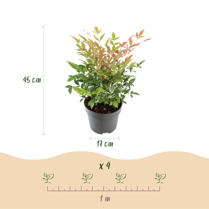 Heiliger Bambus Nandina Twilight – 17cm Höhe ca.45cm – Immergrün & farbwechselnd – Bunt rosa Laub – Pflegeleichter dekorativer Zierstrauch