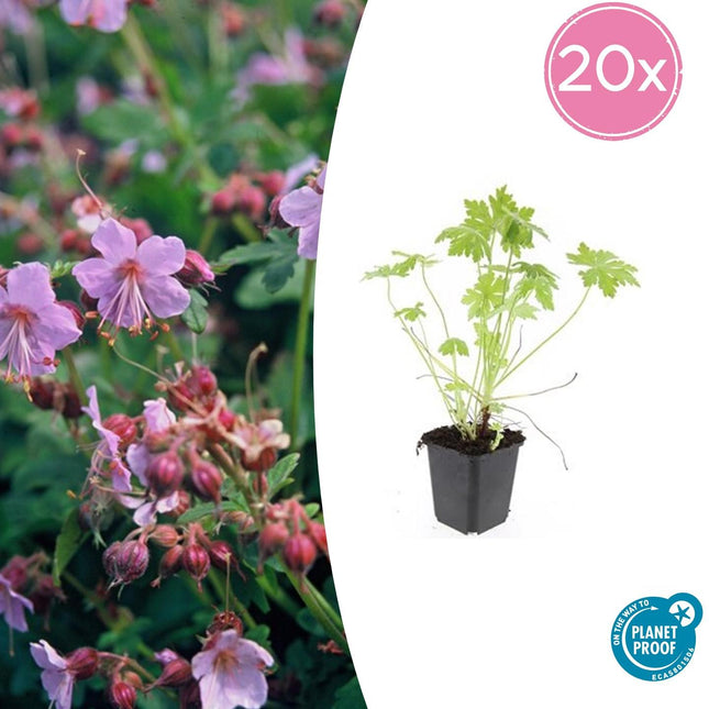 Balkan-Storchschnabel Geranium macrorrhizum – ↕10-25cm – Ø9cm – 20 Pflanzen – Winterharter Bodendecker für Beete & Schatten