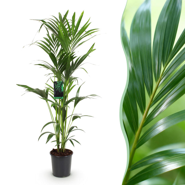 Howea Forsteriana – Kentia – Palme – 140-150cm – Ø24cm – Pflegeleichte Zimmerpalme mit gefiederten Blättern – Tropische Grünpflanze für Innenräume