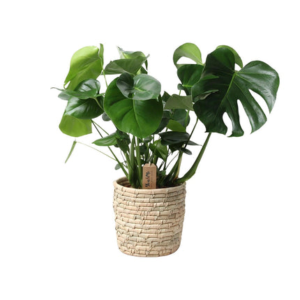 Monstera Deliciosa im Palmleaf Korb – Zimmerpflanze ca.60cm – Ø21cm – Schweizer Käsepflanze mit durchbrochenem Laub – Tropischer Look & luftreinigend