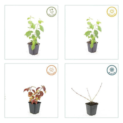 Cornus sanguinea 'Midwinter Fire' – 24 Pflanzen – ↕10-25cm – Ø9cm – Strauch mit leuchtend orange-roten Winterzweigen – Winterhart & pflegeleicht