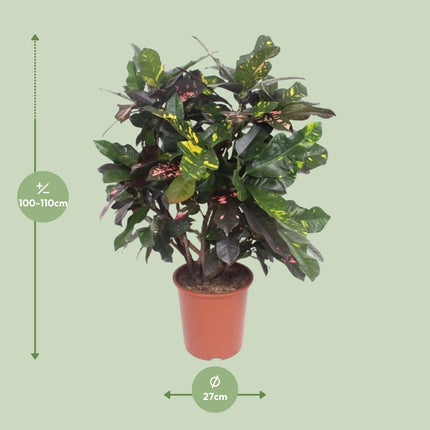 Croton Magnificent – Codiaeum Magnificent – Zimmerpflanze – Ø27cm – ↕110cm – Tropisch Bunt – Luftreinigend & Pflegeleicht