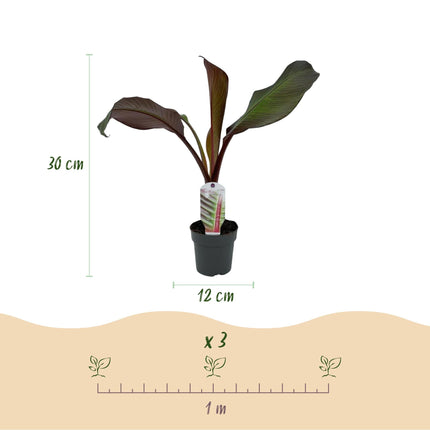 Bananenpflanze Ensete ventricosum Maurelli – 2 Pflanzen – Winterhart – Obstpflanze – Ø12 cm – Höhe ca. 30 cm – Exotisches Highlight für Garten, Terrasse & Balkon