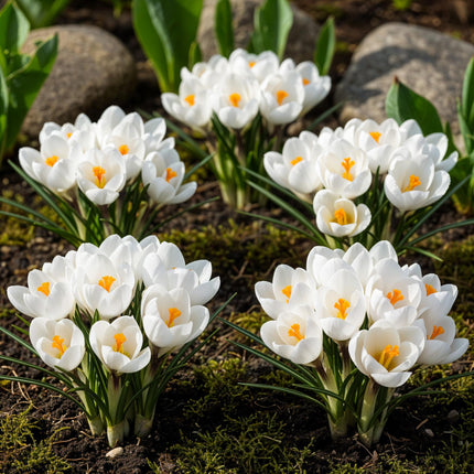 Blumenzwiebeln Crocus White – Weiß – 30 Stück – Zwiebelgröße 7/8 – Krokusse für Garten, Balkon & Terrasse – Frühblühende, winterharte Blumenzwiebeln