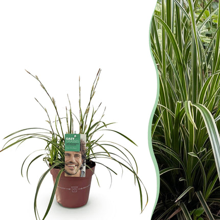 Ziergras Segge Carex morrowii Ice Dance – Weiß – Grün panaschiert – Immergrün & winterhart – Höhe ca. 50cm – 17cm – Pflegeleicht für Beet & Kübel