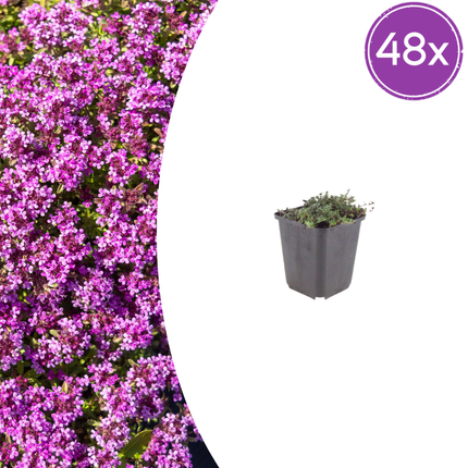 Thymus praecox Coccineus Bodendecker – 48 Pflanzen – Ø9cm – Höhe 10-25cm – Winterharter Polsterthymian – Bienenfreundlich – Für Steingarten, Beet & Pflasterfugen