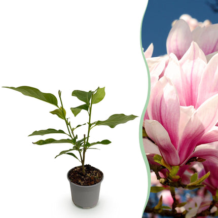 Magnolia soulangeana – 12cm – Höhe ca. 30cm – Laubabwerfende Tulpen – Magnolie mit großen rosa Frühjahrsblüten