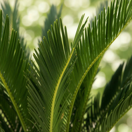 Cycas Revoluta – Palmfarn – 70cm – 17cm – Pflegeleichte Zimmerpflanze mit fiederförmigen Blättern – Robuste Sago – Palme für elegante Innenräume