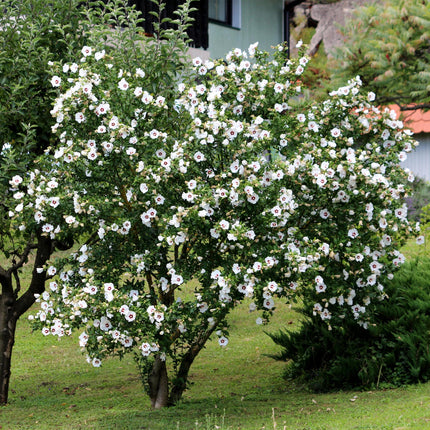Garteneibisch Hibiscus syriacus Red Heart – Blüte Weiß mit Rotem Herzen – Strauch – Wenig Pflege – 17cm x H45cm – Sommerblüher & Bienenfreundlich